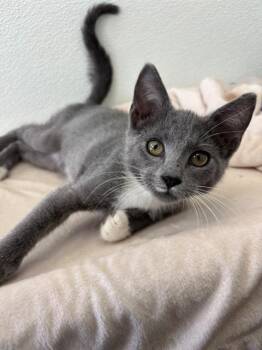 MEGAPHONE -  Domestic Short Hair Cat for Adoption in Geneva, Illinois - MEGAPHONE | PetCurious