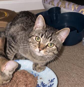 Chaser -  Domestic Short Hair Cat for Adoption in Hoffman Estates, Illinois - Chaser | PetCurious