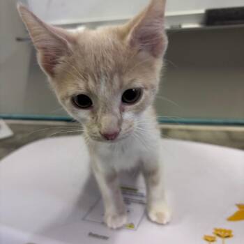 Adam -  American Shorthair Cat for Adoption in Mocksville, North Carolina - Adam | PetCurious