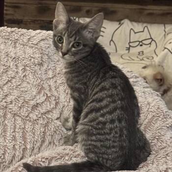 Squiggles C11080 -  Domestic Short Hair Cat for Adoption - Squiggles C11080 | PetCurious