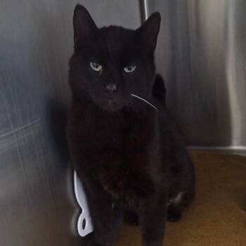 Mason -  Domestic Short Hair Cat for Adoption in Oneonta, New York - Mason | PetCurious