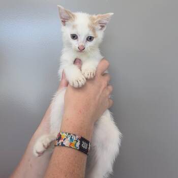 Salt -  American Bobtail Cat for Adoption in Sand Springs, Oklahoma - Salt | PetCurious