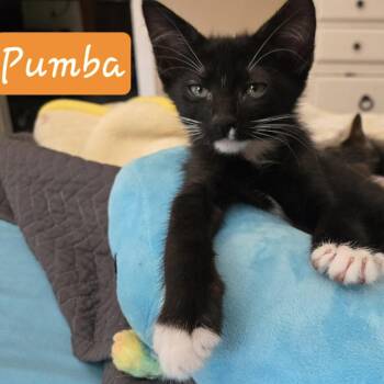 Pumba -  Domestic Short Hair Cat for Adoption in Bentonville, Arkansas - Pumba | PetCurious