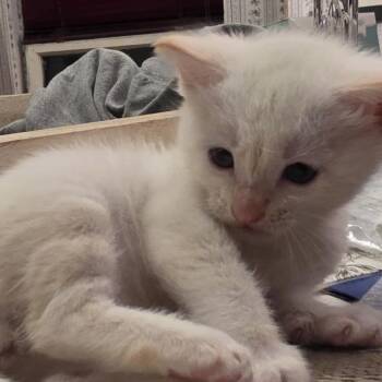 Domestic Short Hair Cats Available for Adoption in Missouri City, Texas - Pine | PetCurious