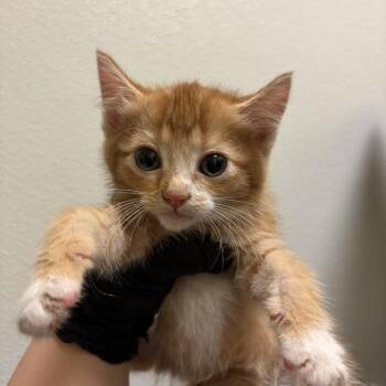 McClure -  Domestic Short Hair Cat for Adoption in Charlottesville, Virginia - McClure | PetCurious