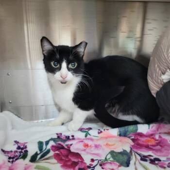 Zuko -  Domestic Short Hair Cat for Adoption in Corpus Christi, Texas - Zuko | PetCurious