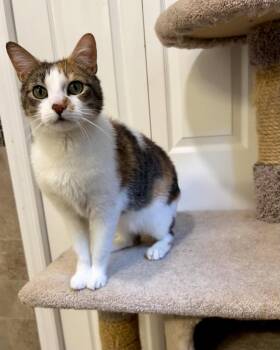 Luna -  Calico and Domestic Short Hair Cat Available for Adoption in Ringwood, New Jersey - Luna | PetCurious