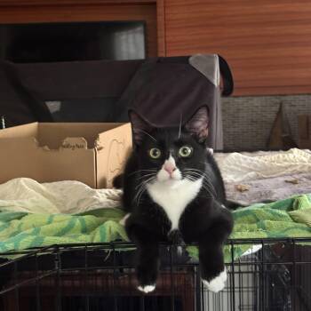 Jasper -  Tuxedo Cat for Adoption in San Diego, California - Jasper | PetCurious