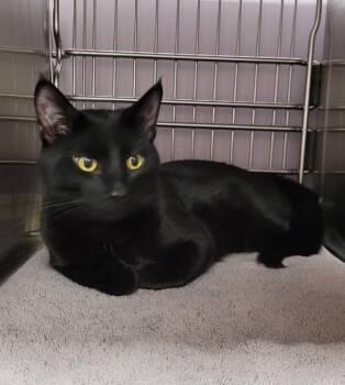 Domestic Short Hair Cats Available for Adoption in Vancouver, Washington - Jeremy | PetCurious