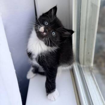 Domestic Medium Hair Cats Available for Adoption in Mebane, North Carolina - Orion | PetCurious