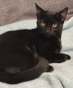 Claw-Dia -  American Shorthair Cat for Adoption in Bolivia, North Carolina - Claw-Dia | PetCurious