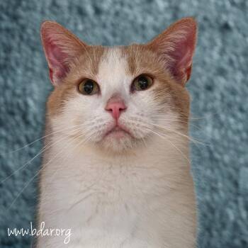 Matty -  Domestic Short Hair Cat for Adoption in Cheyenne, Wyoming - Matty | PetCurious