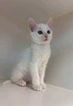 Mako -  Domestic Short Hair Cat for Adoption in Othello, Washington - Mako | PetCurious