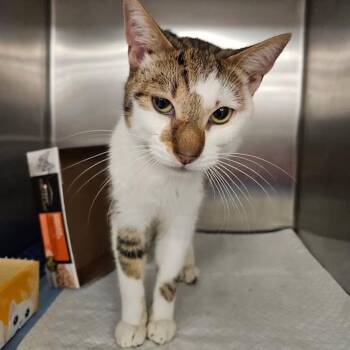 Domestic Short Hair Cats Available for Adoption in Toms River, New Jersey - Sal | PetCurious