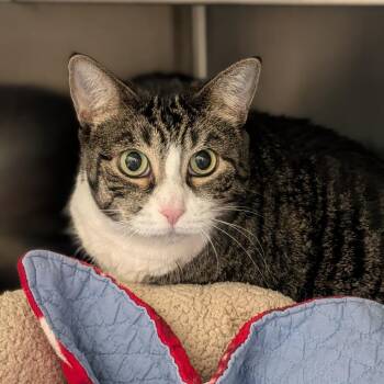 Missy -  Domestic Short Hair Cat for Adoption in Prairie Du Chien, Wisconsin - Missy | PetCurious
