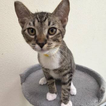 Trouble -  Domestic Short Hair Cat for Adoption in Las Vegas, Nevada - Trouble | PetCurious