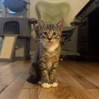 Cinco -  Domestic Short Hair Cat for Adoption in Albany, New York - Cinco | PetCurious