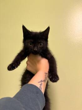 Capt. Hook -  Domestic Short Hair Cat for Adoption in Warren, Pennsylvania - Capt. Hook | PetCurious