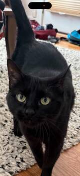 Lavender -  American Shorthair Cat for Adoption in Darien, Georgia - Lavender | PetCurious
