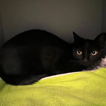 Domestic Short Hair Cats Available for Adoption in Sarasota, Florida - Desdemona | PetCurious