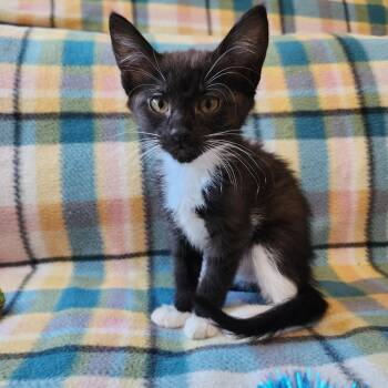 SYLVIE -  Domestic Short Hair Cat for Adoption in Graham, Washington - SYLVIE | PetCurious