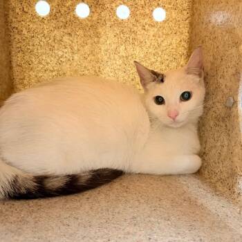 Veva -  Domestic Short Hair Cat for Adoption in Philadelphia, Pennsylvania - Veva | PetCurious
