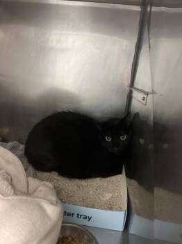 Charmander -  Domestic Short Hair Cat for Adoption in Fishers, Indiana - Charmander | PetCurious