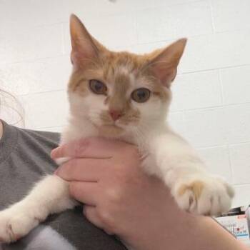 Domestic Short Hair Cats Available for Adoption - Mable | PetCurious