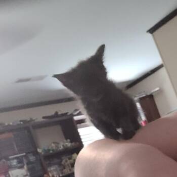 Opal -  Domestic Short Hair Cat for Adoption in Clarksdale, Mississippi - Opal | PetCurious