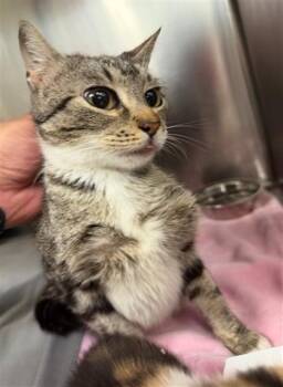 Domestic Short Hair Cats Available for Adoption in Pasadena, Texas - A184465 | PetCurious