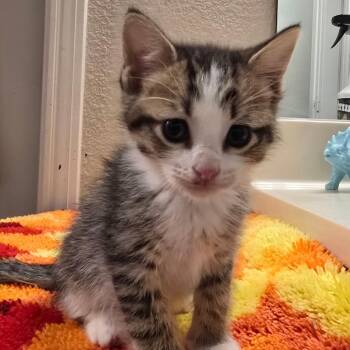 Domestic Short Hair Cats Available for Adoption in Fort Worth, Texas - Charlie Tuna | PetCurious