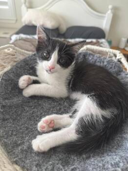 Rescue Domestic Short Hair Cats for Adoption in Bonsall, California - Duchess 4834 | PetCurious