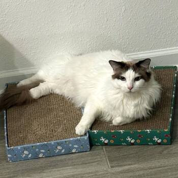 Turkish Angora and Ragdoll Cats Available for Adoption in St. Cloud, Florida - Astro | PetCurious