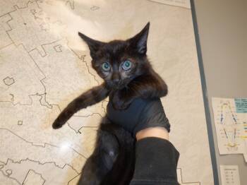 Rescue Domestic Short Hair Cats for Adoption in San Jose, California - FENG | PetCurious