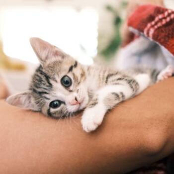 Domestic Short Hair Cats Available for Adoption in Houston, Texas - Shrimp | PetCurious