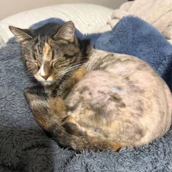 Domestic Short Hair Cats Available for Adoption in Garfield, Arkansas - Sissy | PetCurious