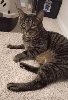 Domestic Short Hair Cats Available for Adoption - Vinnie (in Foster) | PetCurious