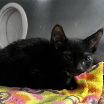 Artemis -  Domestic Short Hair Cat for Adoption in San Gabriel, California - Artemis | PetCurious