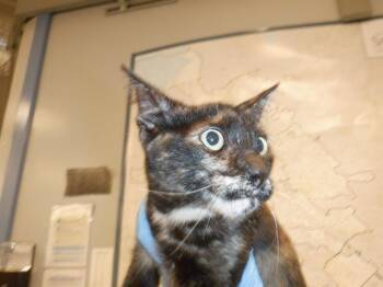 Rescue Domestic Short Hair Cats for Adoption in San Jose, California - MAXINE | PetCurious