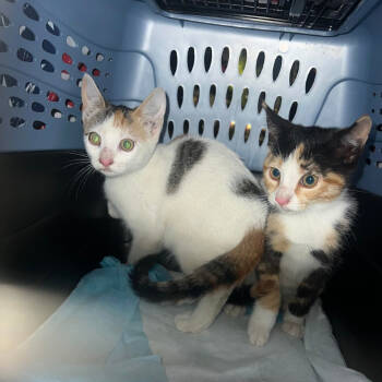 Rescue Domestic Short Hair Cats for Adoption in New York, New York - Mandu | PetCurious