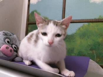 Domestic Short Hair Cats Available for Adoption in Houston, Texas - A2077121 | PetCurious