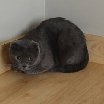 Lotus C70027 -  Scottish Fold Cat for Adoption in Minnetonka, Minnesota - Lotus C70027 | PetCurious