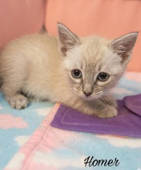 Domestic Short Hair and Siamese Cats Available for Adoption in Campbell, California - Homer | PetCurious