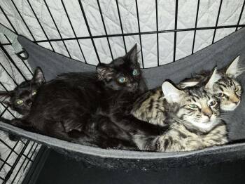 Cacao (M, B), Licorice (F, B), Chili (M, Tabby), & Saffron (F, T -  Domestic Medium Hair Cat for Adoption in Bellmawr, New Jersey - Cacao (M, B), Licorice (F, B), Chili (M, Tabby), & Saffron (F, T | PetCurious