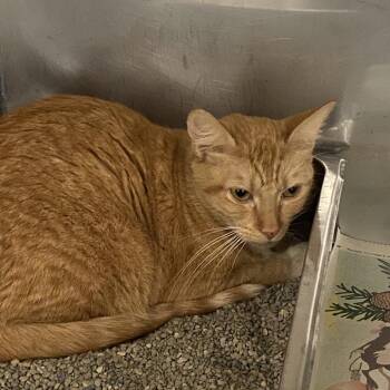 Sasha -  Domestic Short Hair Cat for Adoption in Monroe, Louisiana - Sasha | PetCurious