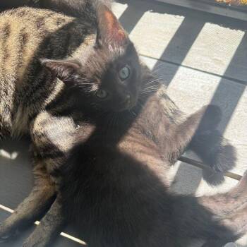 Domestic Short Hair Cats Available for Adoption in Cumming, Georgia - Thumper | PetCurious