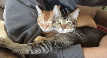 Abyssinian and Tabby Cats Available for Adoption - Fred | PetCurious