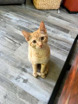 Percy -  Domestic Short Hair Cat for Adoption in Muskegon, Michigan - Percy | PetCurious