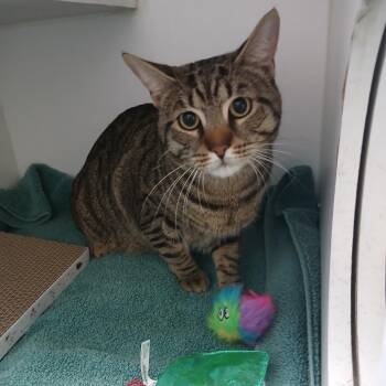 Domestic Short Hair Cats Available for Adoption - Kitt | PetCurious