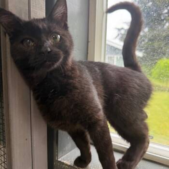 Rue -  Domestic Short Hair Cat for Adoption in Ferndale, Washington - Rue | PetCurious